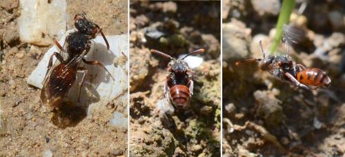 Nomada sp.